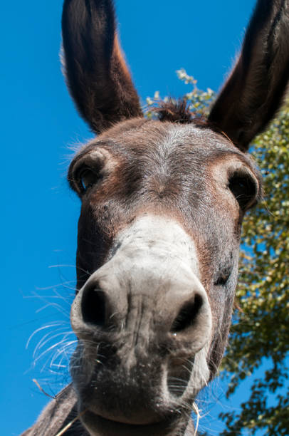 istock Head of donkey closeup 877153676