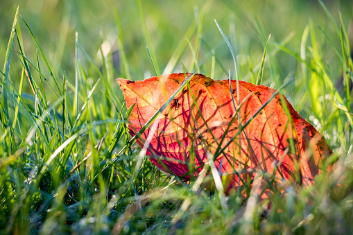 Close up shot of red autumn leaf in green grass with blurred background -Â fall motive