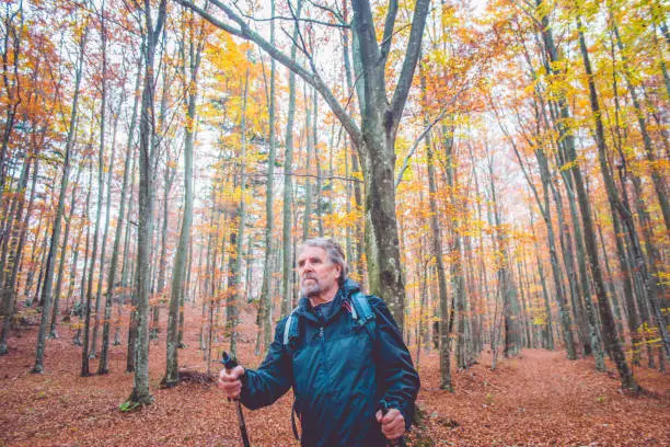 Senior man walking in autumnal beech forest, Slovenia, Europe.