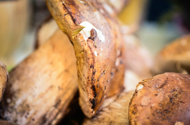 istock fresh mushrooms in the market 877160432