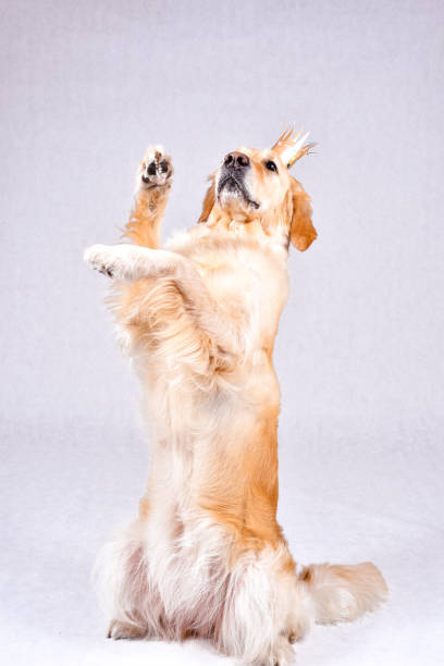istock Thoroughbred well-groomed Dog 877165246