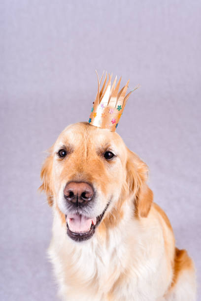 istock Thoroughbred well-groomed Dog 877165380