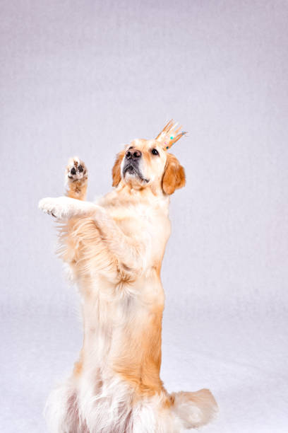 istock Thoroughbred well-groomed Dog 877167492