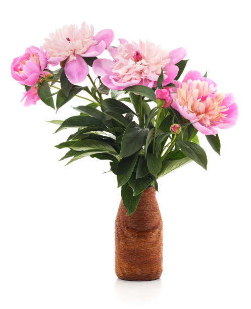 istock Pink peony in a pot. 877167746