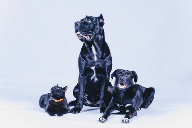 istock Thoroughbred well-groomed Dog 877168976