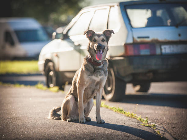 istock Happy smiling dog sitting on the sidewalk 877174762