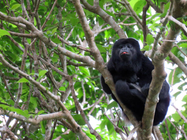 istock Howler Monkey In Costa Rica 2 877177440