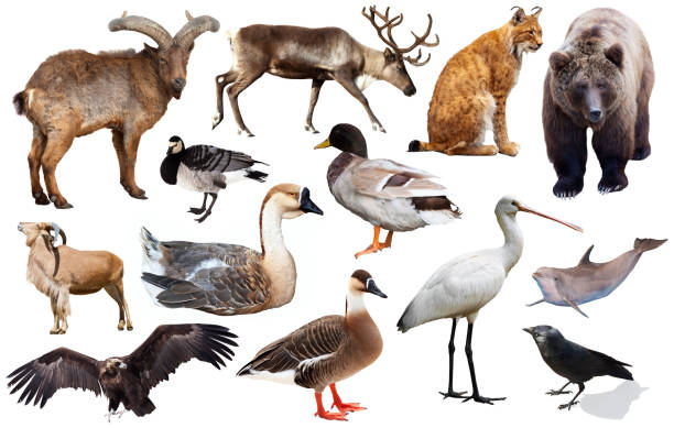 istock europe animals isolated 877183948