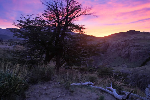istock Dry trees near Andes at sunset 877184428