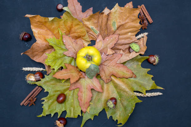 istock An autumn still life with quinces on wooden table 877186766