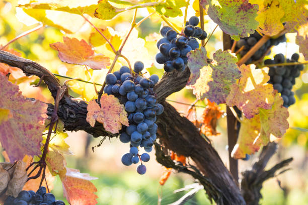 istock Organic mature red wine grapes in the vineyard 877186850