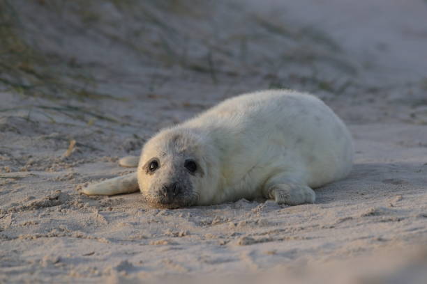 istock Gray Seal (Halichoerus grypus) Pup Helgoland Germany 877187922