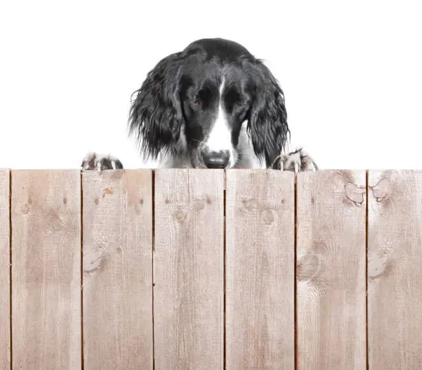 a large Muensterlaender dog in the studio photographed behind a wooden wall without text