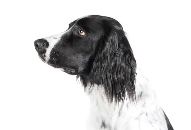 a large Muensterlaender dog photographed in the studio, with white background
