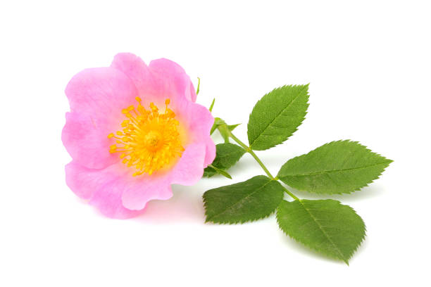 istock Wild rose flower with leaves isolated 877193560