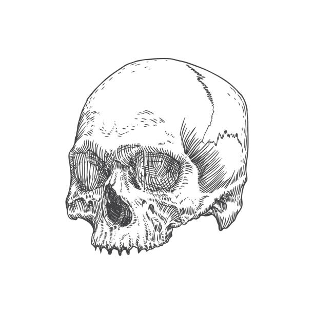 istock Monochrome anatomic drawing of skull without lower jaw, on white background. Weathered, museum quality, detailed hand drawn illustration. Vector Art. 877193978