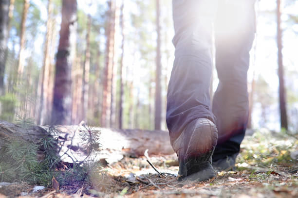 istock A man is a tourist in a pine forest with a backpack. A hiking tr 877194374