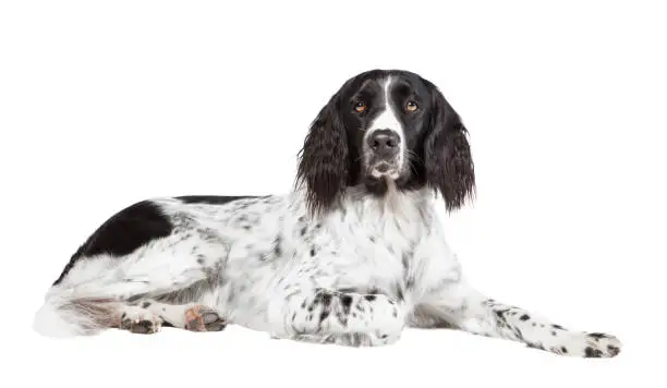 a large Munsterlander dog photographed in the studio, with white background