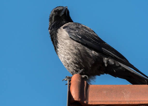 istock A Carrion Crow sitting on a rooftop sunny day blue sky 877194670