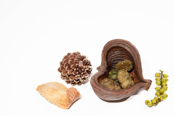 викторианские рождественские украшения. натыхай сосновый конус и ягоды - pine nut nut isolated pine cone стоковые фото и изображения