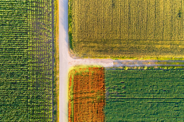 Agricultural fields scanned by thermal camera on drone
