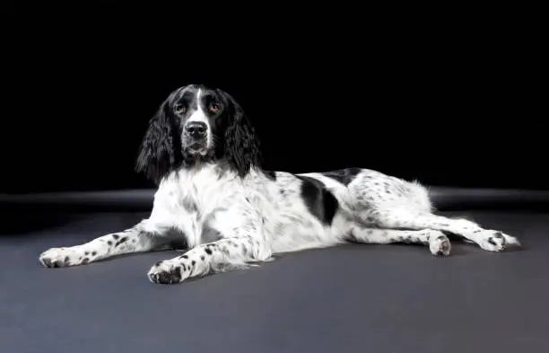 a large Muensterlaender dog photographed in the studio
