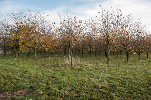 farming area in south west germany at autumn - leafes autumn grass nature imagens e fotografias de stock