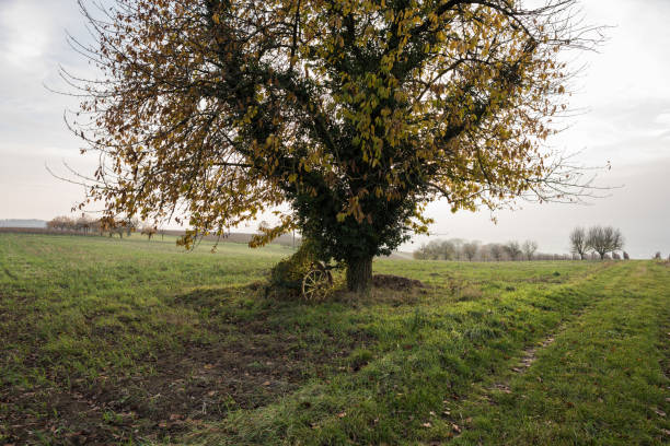 farming area in south west germany at autumn - leafes autumn grass nature imagens e fotografias de stock