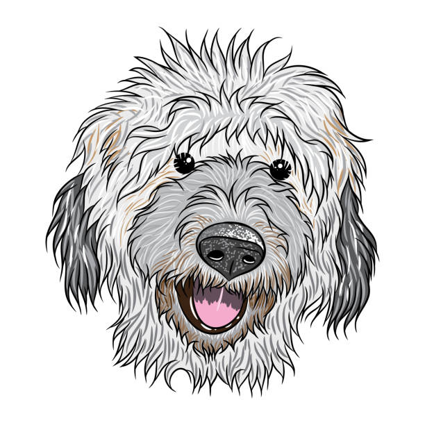 ilustraciones, imágenes clip art, dibujos animados e iconos de stock de retrato de labradoodlen cachorro. ilustración de dibujado a mano perro. concepto de diseño t-shirt y tatuaje. vector. - labradoodle