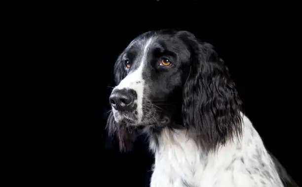a large Muensterlaender dog photographed in the studio