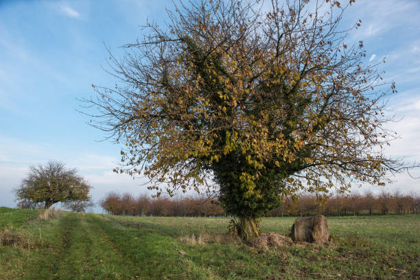 farming area in south west germany at autumn - leafes autumn grass nature imagens e fotografias de stock