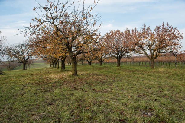 farming area in south west germany at autumn - leafes autumn grass nature imagens e fotografias de stock