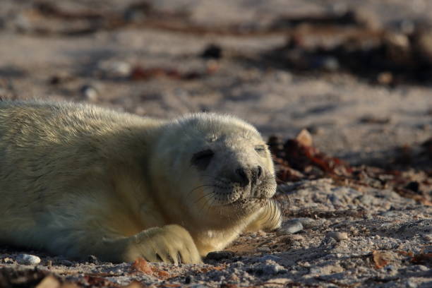 istock Gray Seal (Halichoerus grypus) Pup Helgoland Germany 877198240