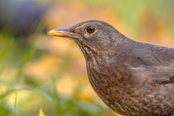 automnales headshot femelle merle - common blackbird photos et images de collection