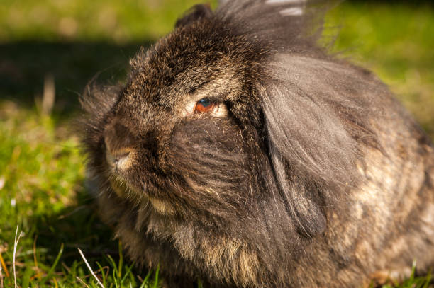 istock Portrait of a funny hairy rabbit 877201852