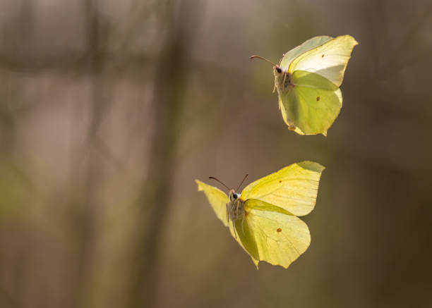 숲에서 봄 공기에서 비행의 일반적인 brimstones 두 개 - yellow butterfly 뉴스 사진 이미지