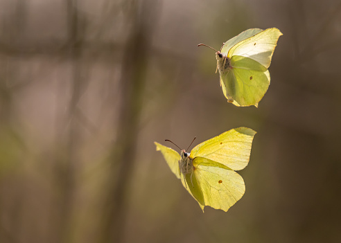Two common brimstones flying in the air in spring in a forest