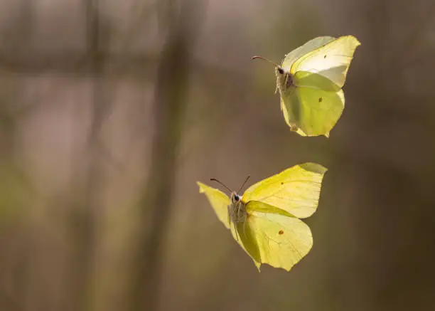Photo of Two common brimstones flying in the air in spring in a forest