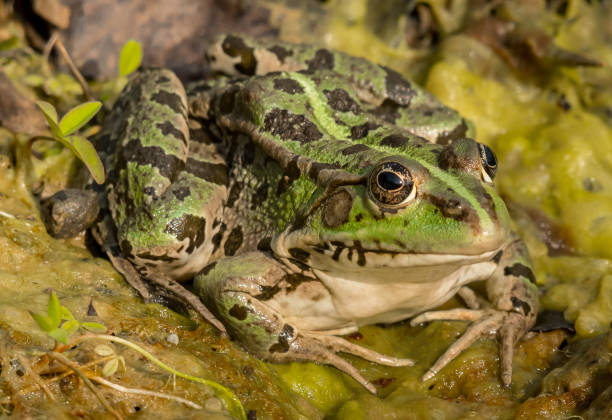 istock A water frog (rana ridibunda) resting near a small pond on a sunny day 877202892