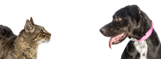 istock Cat and Dog Looking at Each Other Web Banner 877205156
