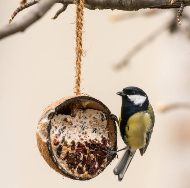 istock A great tit visiting a feeding place made of a coconut 877205446