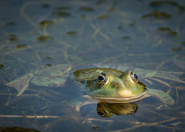 istock A water frog (rana ridibunda) resting near a small pond on a sunny day 877205608