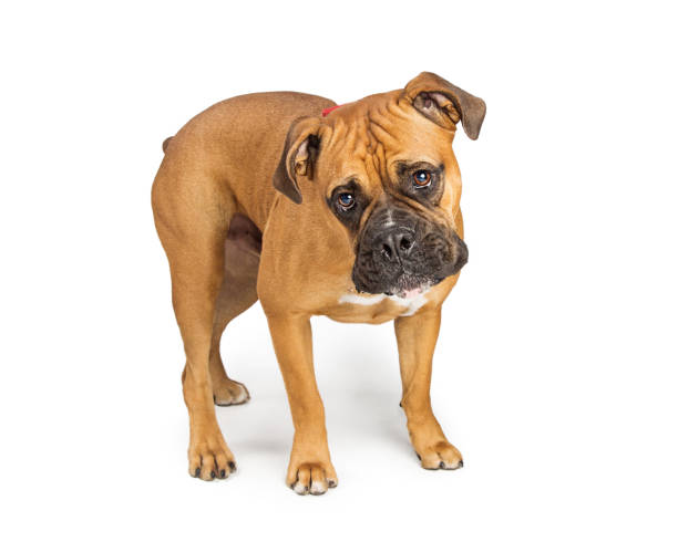 istock Boxer crossbreed dog standing on white 877205778