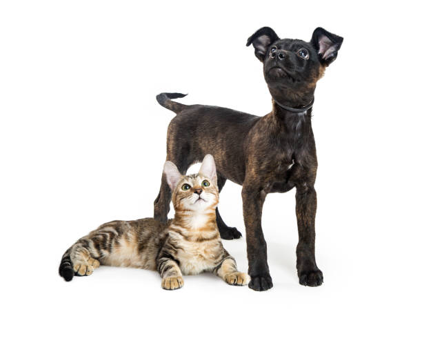istock Black Puppy and Tabby Kitten Together - Isolated 877205830