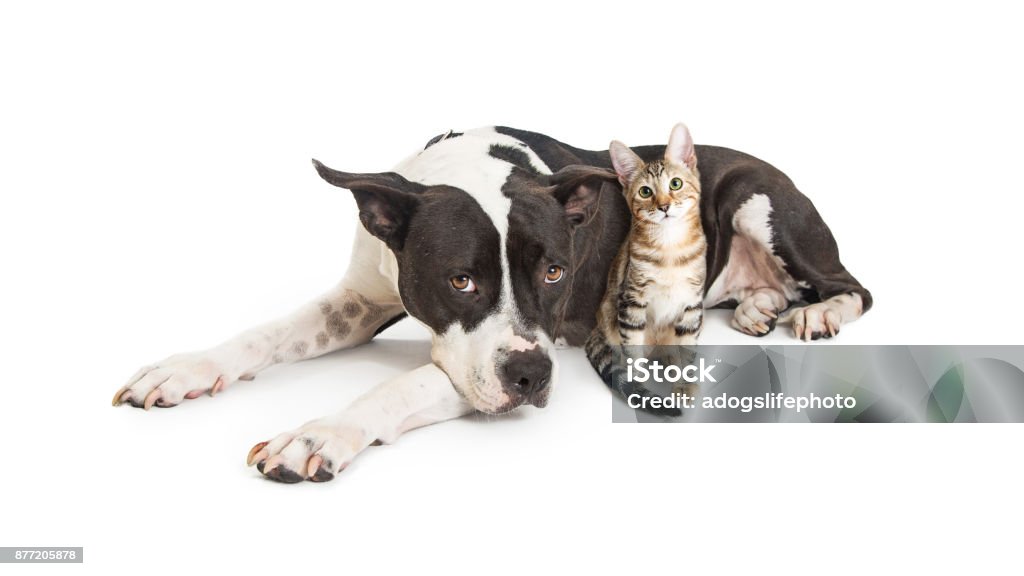 Perro grande con gatito - Foto de stock de Gato doméstico libre de derechos