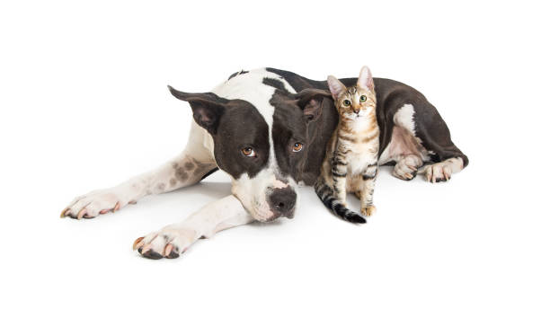 Big Dog Lying With Little Kitten Large mixed breed dog lying down with a cute small kitten pit bull terrier stock pictures, royalty-free photos & images