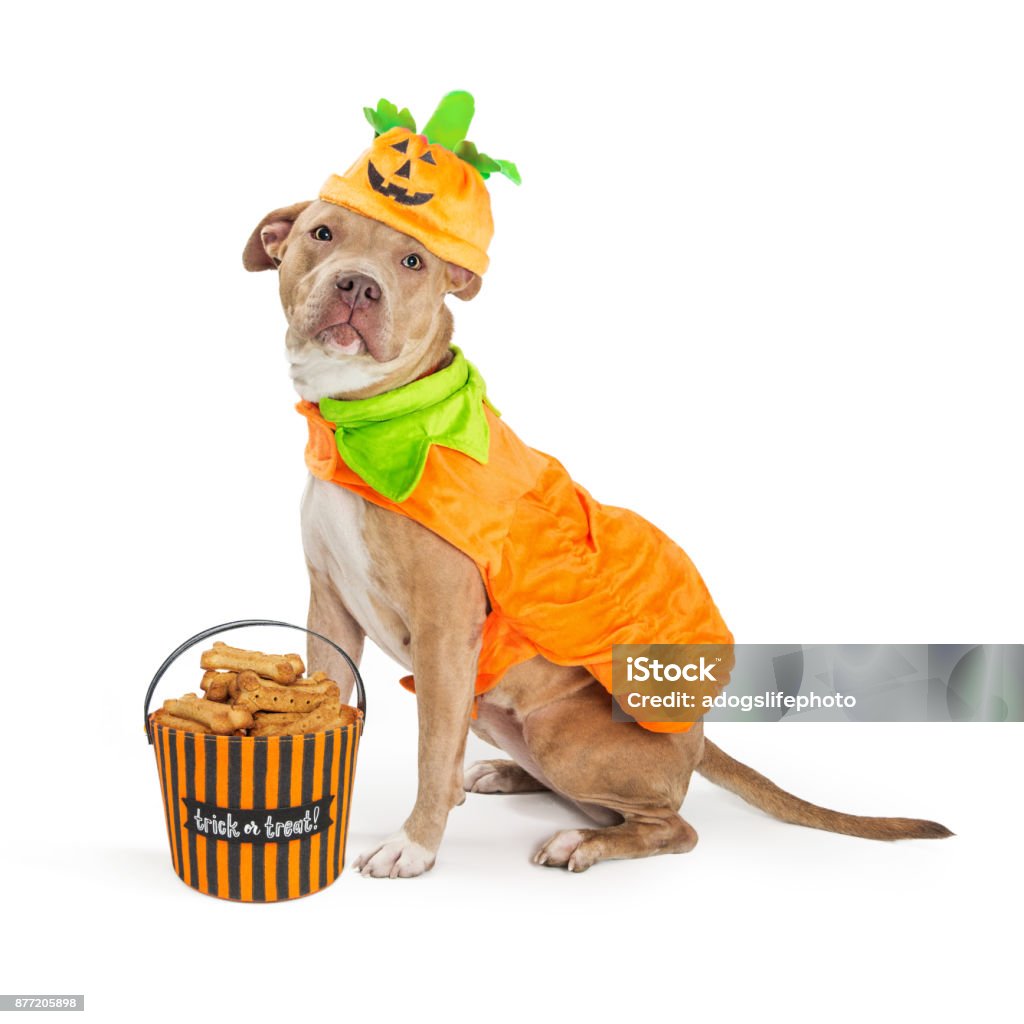 Perro Grande En Disfraz De Calabaza Halloween Foto de stock y más banco de  imágenes de Perro - Perro, Halloween, Disfraz - iStock