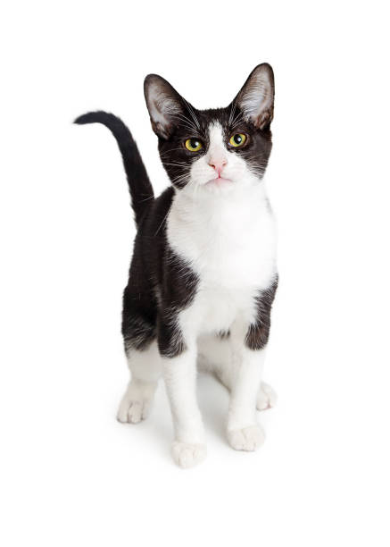 istock Pretty Young Tuxedo Cat on White 877205928