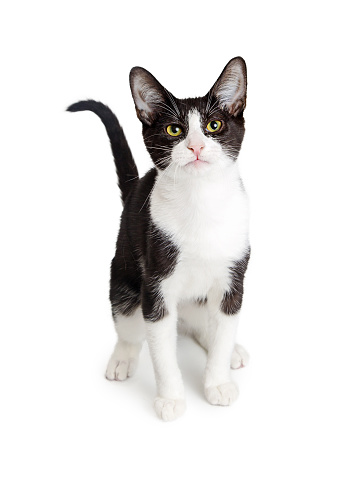 Cute young black and white tuxedo cat sitting on white