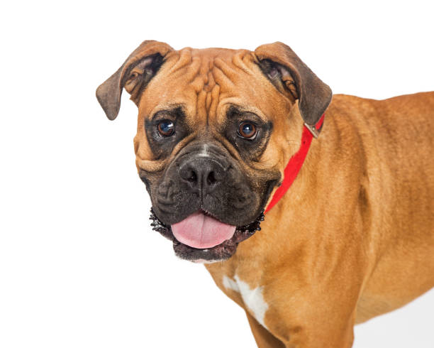 istock Closeup Boxer Crossbreed Dog Looking Forward 877205980